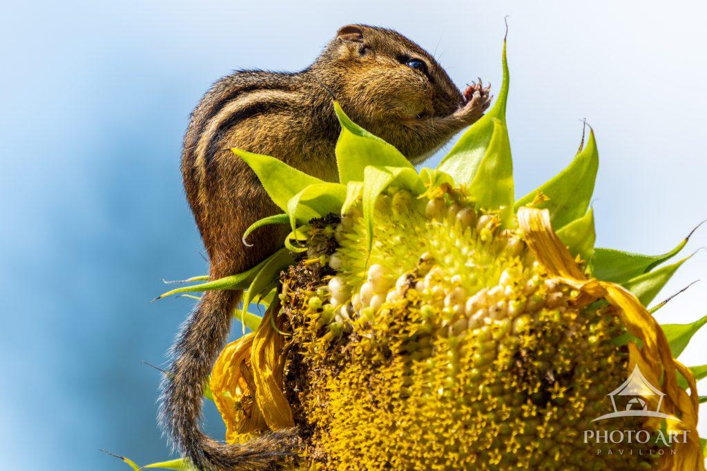 SUNSHINE CHIPMUNK 3 Photo Art Pavilion